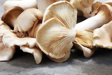 variety of raw mushrooms on grey table. oyster and other fresh mushrooms