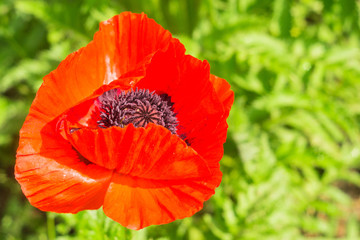 red poppy flower