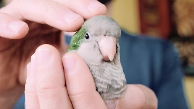 Man holds a small green parakeet on his hand