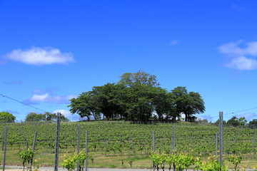 Obraz premium vineyard