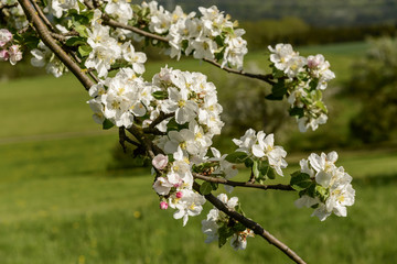 blossoming white apple flowers on tree, Baden Wuttenberg
