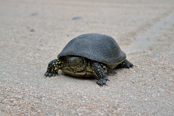 The image of the land tortoise.