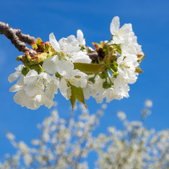Kirschbl&uuml;te im Fr&uuml;hling am Neusiedlersee