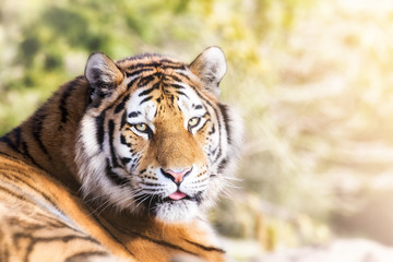 Siberian tiger in afternoon sunshine