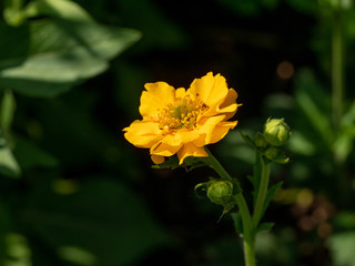 Close up of a dwarf yellow  avens flower ( Geum coccineum). Shallow depth of field