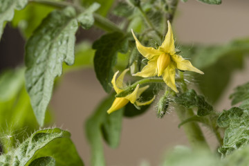 Fototapeta na wymiar Yellow flower of tomato apple.