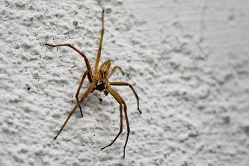 Winkelspinne an Hausfassade in Angriffsposition