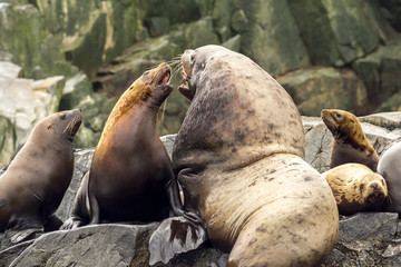 Sea lions (Eumetopias jubatus) shouting on the rock, Russia, Kamchatka, nearby Cape Kekurny, Russian bay