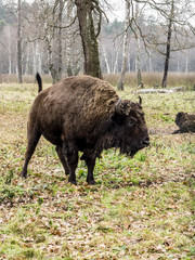 European bison (Bison bonasus), big auroch standing in the forest