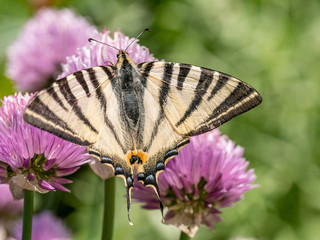The butterfly scarce swallowtail (Iphiclides podalirius) sits on a grass plant chives (Allium schoenoprasum)