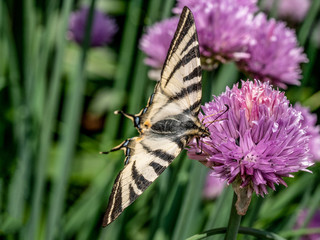 The butterfly scarce swallowtail (Iphiclides podalirius) sits on a grass plant chives (Allium schoenoprasum)