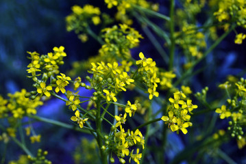Rapeseed (Brassica napus, rape,oilseed rape) yellow flowers, close up detail top view, on dark blue blurry background
