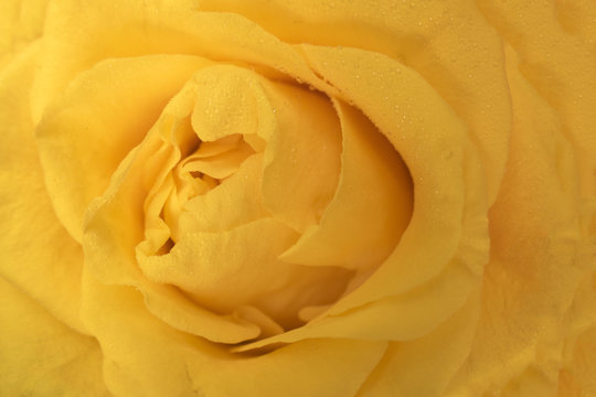 beautiful flower yellow rose