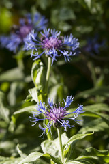 Cornflower blue flowers in detail.