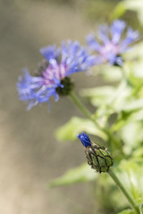 Cornflower blue flowers in detail.