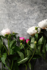 White Peonies on gray background