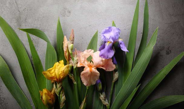 Colorful iris on gray background