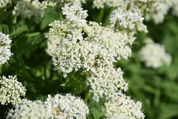 This Sweet Cicely (Myrrhis odorata),herbal medicine
Myrrhis odorata,Flowers and leaves,
