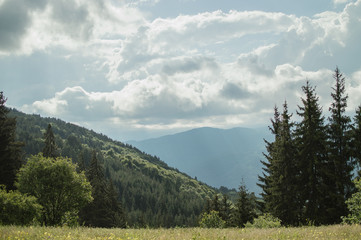 Green spring landscape