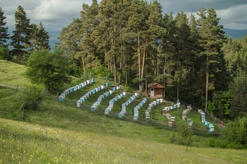 Green spring landscape