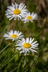Gänseblümchen auf der Frühlingswiese
