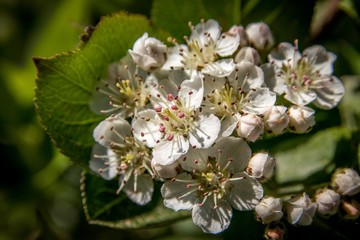 Aroniabl&uuml;ten in der Fr&uuml;hlingssonne