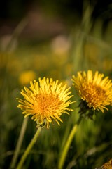 Löwenzahn auf Frühlingswiese