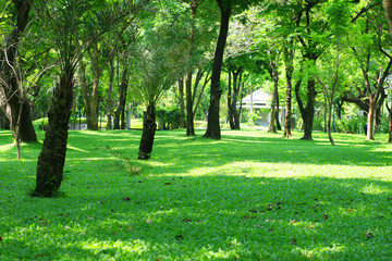 In the park