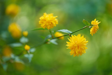 Closeup of bright yellow flowers with green background, bokeh