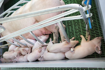 Piglets sleeping after suckling in enclosure