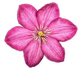 Clematis pink flower head isolated white background