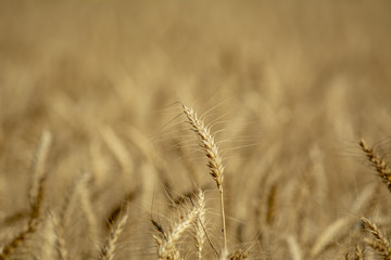 Primer plano de espiga de trigo dorada en el campo