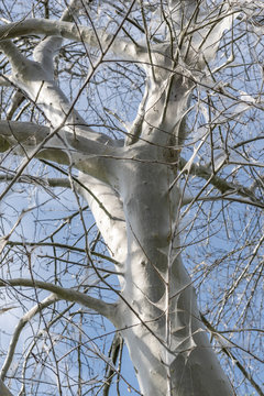 Ein von Gespinstmotten befallener Baum