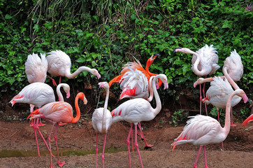 bickering flamingos at lake shore