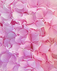 Naklejka premium pink Ortensia flowers natural background