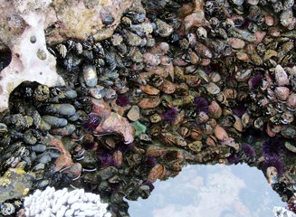 Sea urchins, sea anemones an mussels at Botanical Beach in low tide, Vancouver Island, British Columbia, Canada