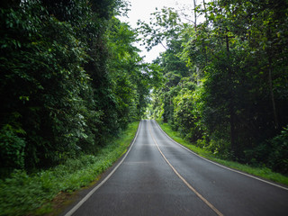 Long road in jungle view