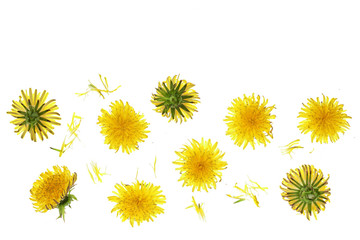 Dandelion flower or Taraxacum Officinale isolated on white background with copy space for your text. Top view. Flat lay