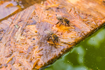 Bees drinking water on the wooden plank at the summer.