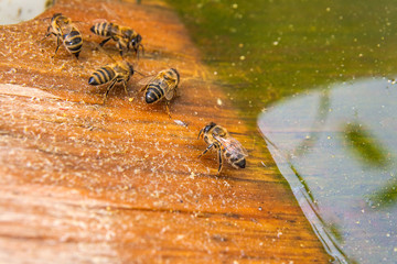 Bees drinking water at the summer.