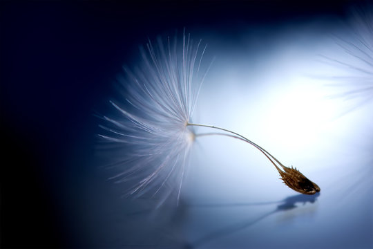 Beautiful dandelion seed macro with reflection. Dark and Soft light blue background. Abstract artistic image template. Copy space. Spring nature