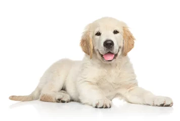 Abwaschbare Fototapete Hund Golden Retriver Welpe auf weißem Hintergrund