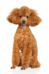 Toy Poodle puppy on white