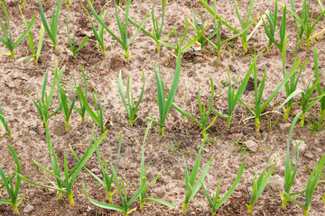 Young green garlic growing in the garden. Spring harvest. Rows in the ground.