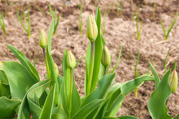 Obraz premium Tulip leaves and flowers buds on a flower bed.