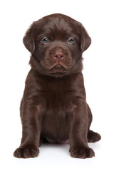 Labrador puppy sits in front of white background