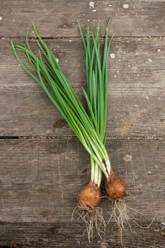 Spring onions, harvested vegetables on vintage wooden background..