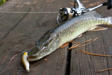 Freshwater pike and fishing equipment lies on wooden background..
