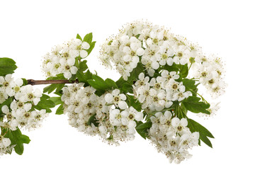 Hawthorn or Crataegus monogyna branch with flowers isolated on a white background