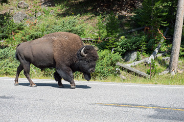 Wild bison walking on road in Yellowstone National Park, Montana, USA © idoerenberg